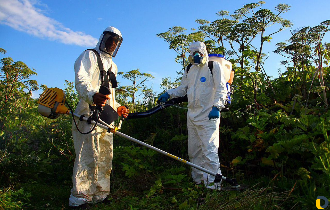 Уничтожение клещей, кротов, короеда, борщевика, ос