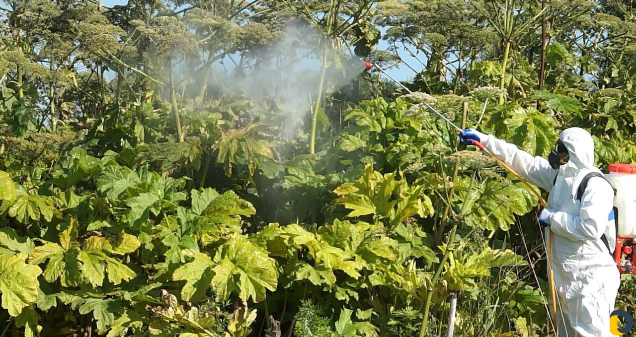 Уничтожение клещей, кротов, короеда, борщевика, ос