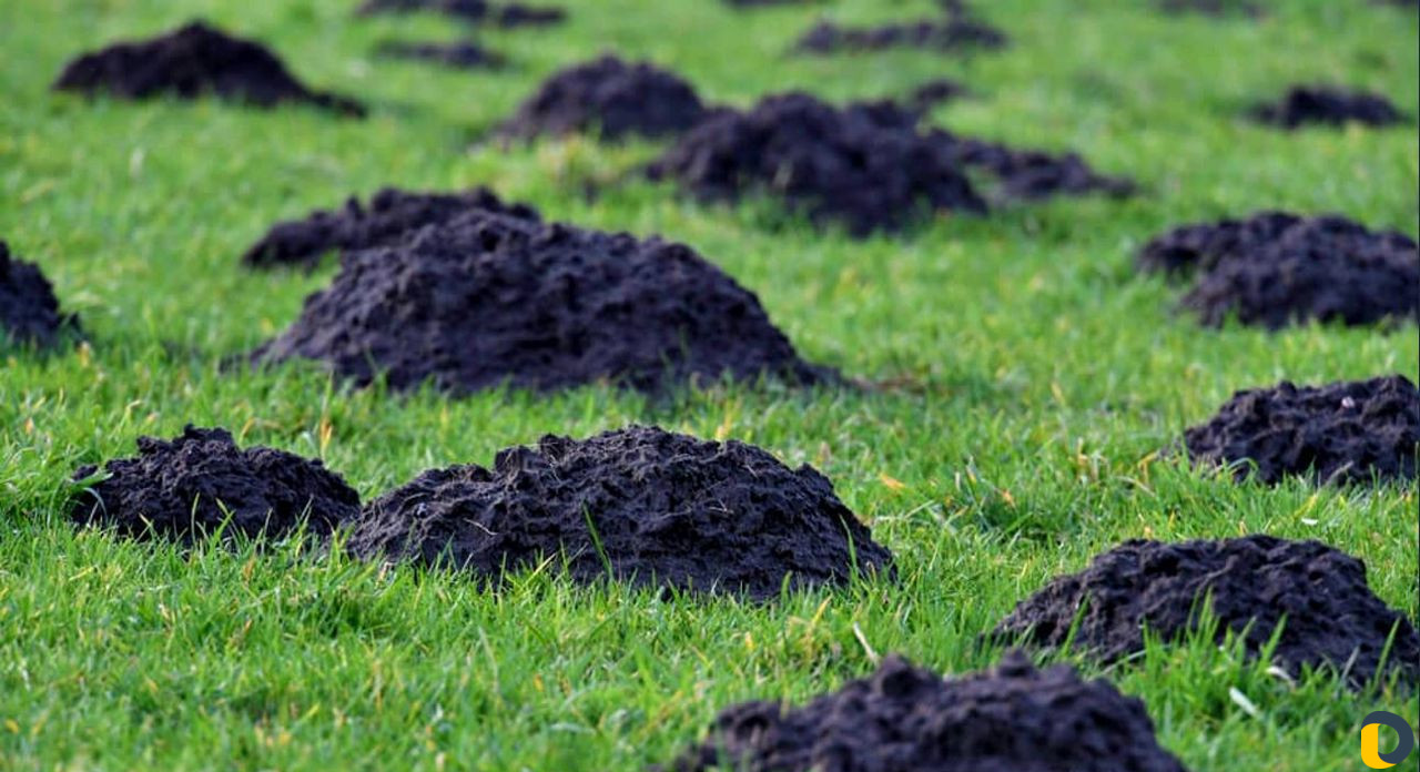 Уничтожение клещей, кротов, короеда, борщевика, ос