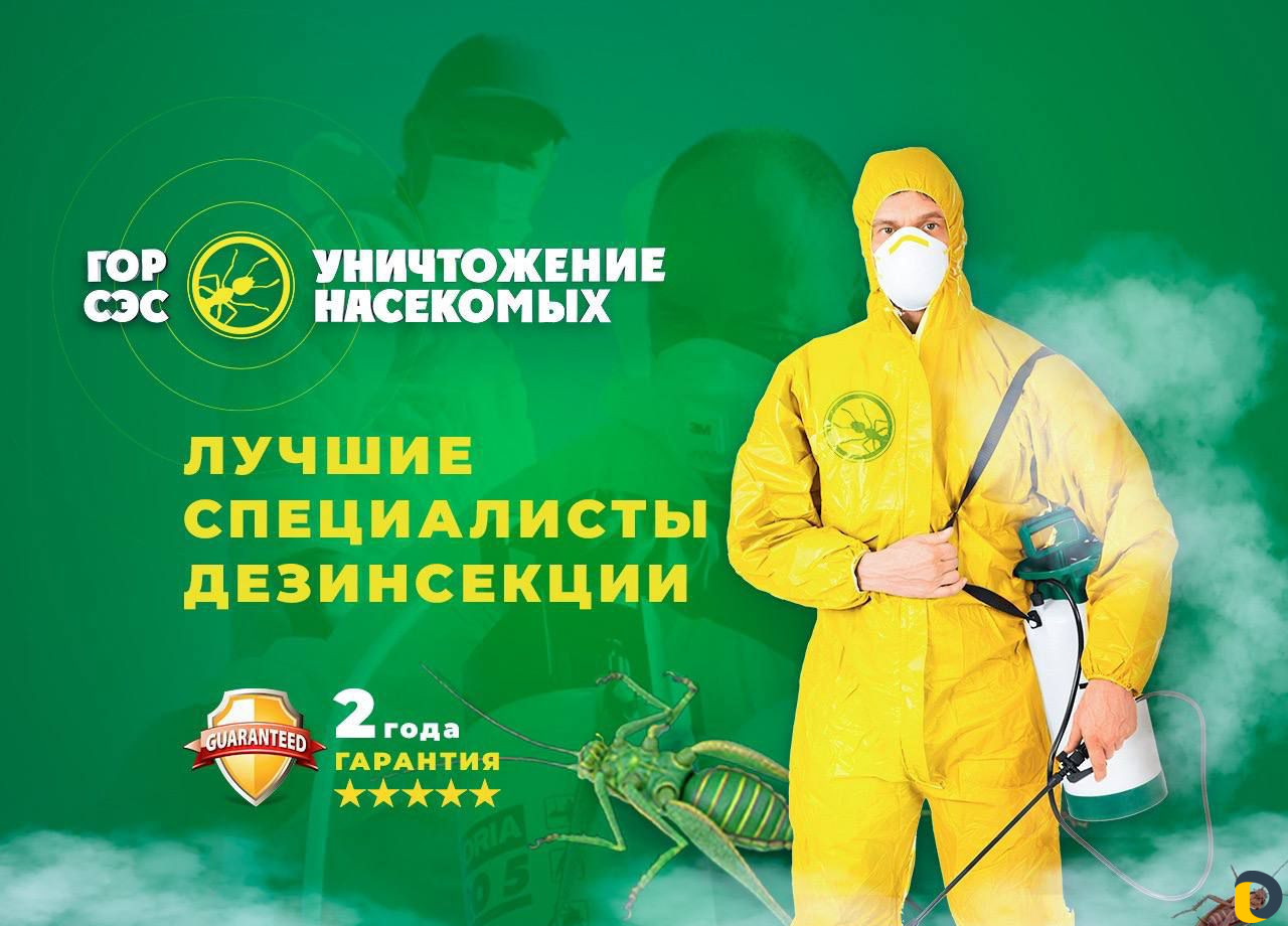 Уничтожение клопов и тараканов блох грызунов