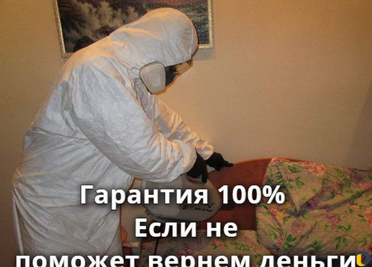 Уничтожение клопов тараканов блох клещей обработка