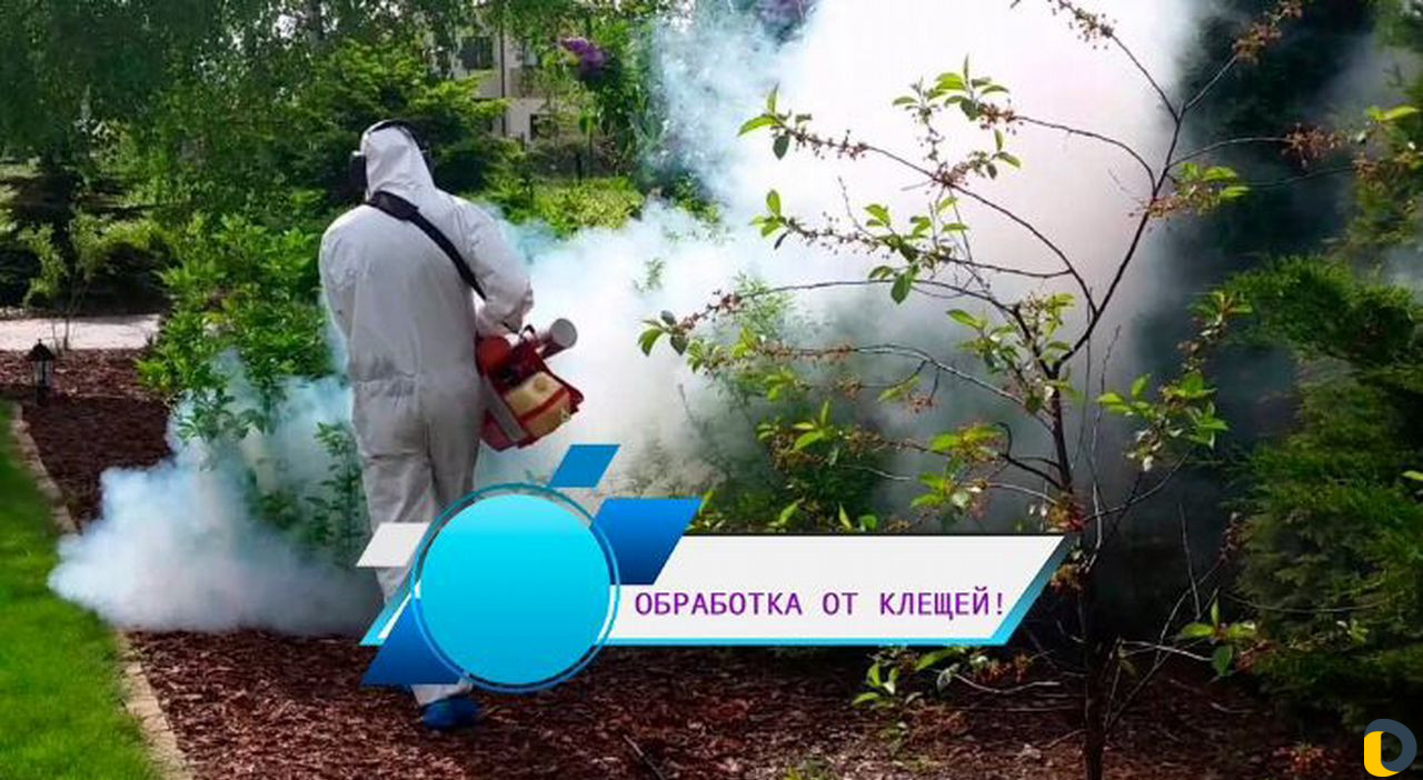 Уничтожение клопов, тараканов, грызунов
