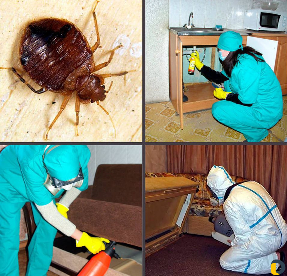 Уничтожение клопов тараканов клещей блох муравьёв