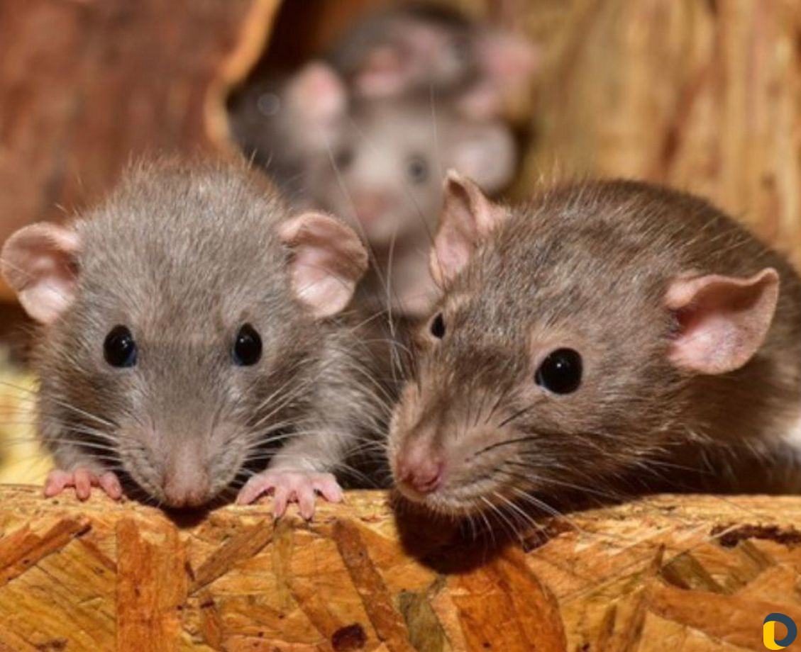 Уничтожение крыс, мышей (грызунов) / Дератизация