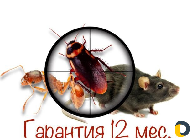 Уничтожение насекомых. Дезинфекция