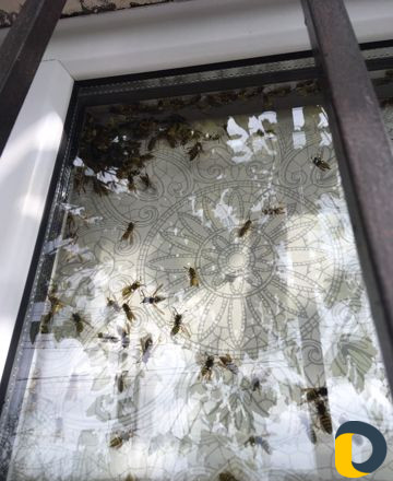 Уничтожение насекомых. Дезинфекция