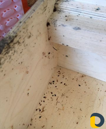 Уничтожение насекомых. Дезинфекция