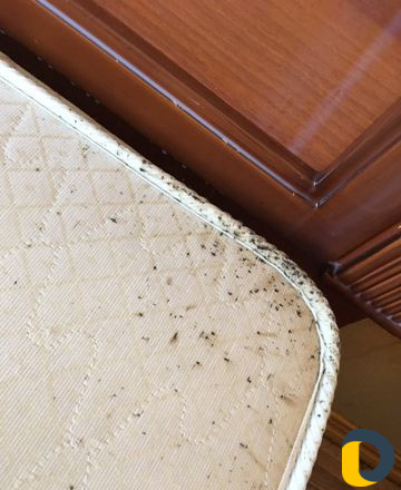 Уничтожение насекомых. Дезинфекция