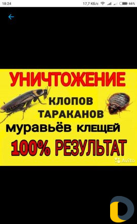 Уничтожение насекомых в Махачкале