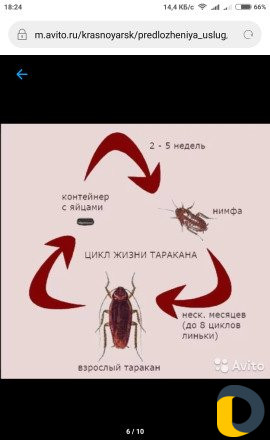 Уничтожение насекомых в Махачкале