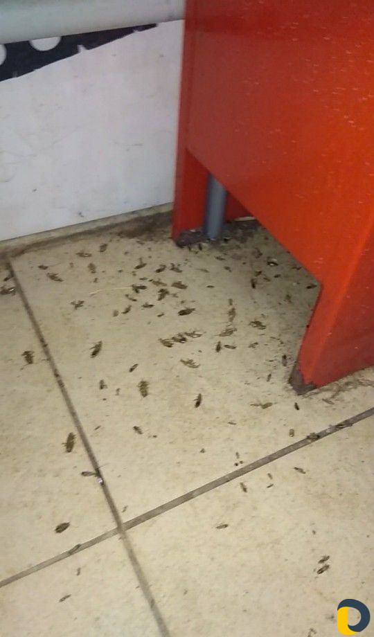Уничтожение тараканов, клещей, мух