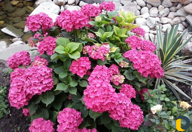 Услуги ландшафтного дизайнера, садовника