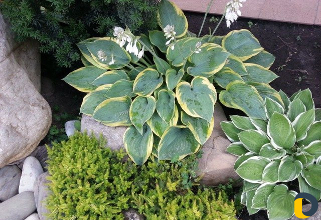 Услуги ландшафтного дизайнера, садовника