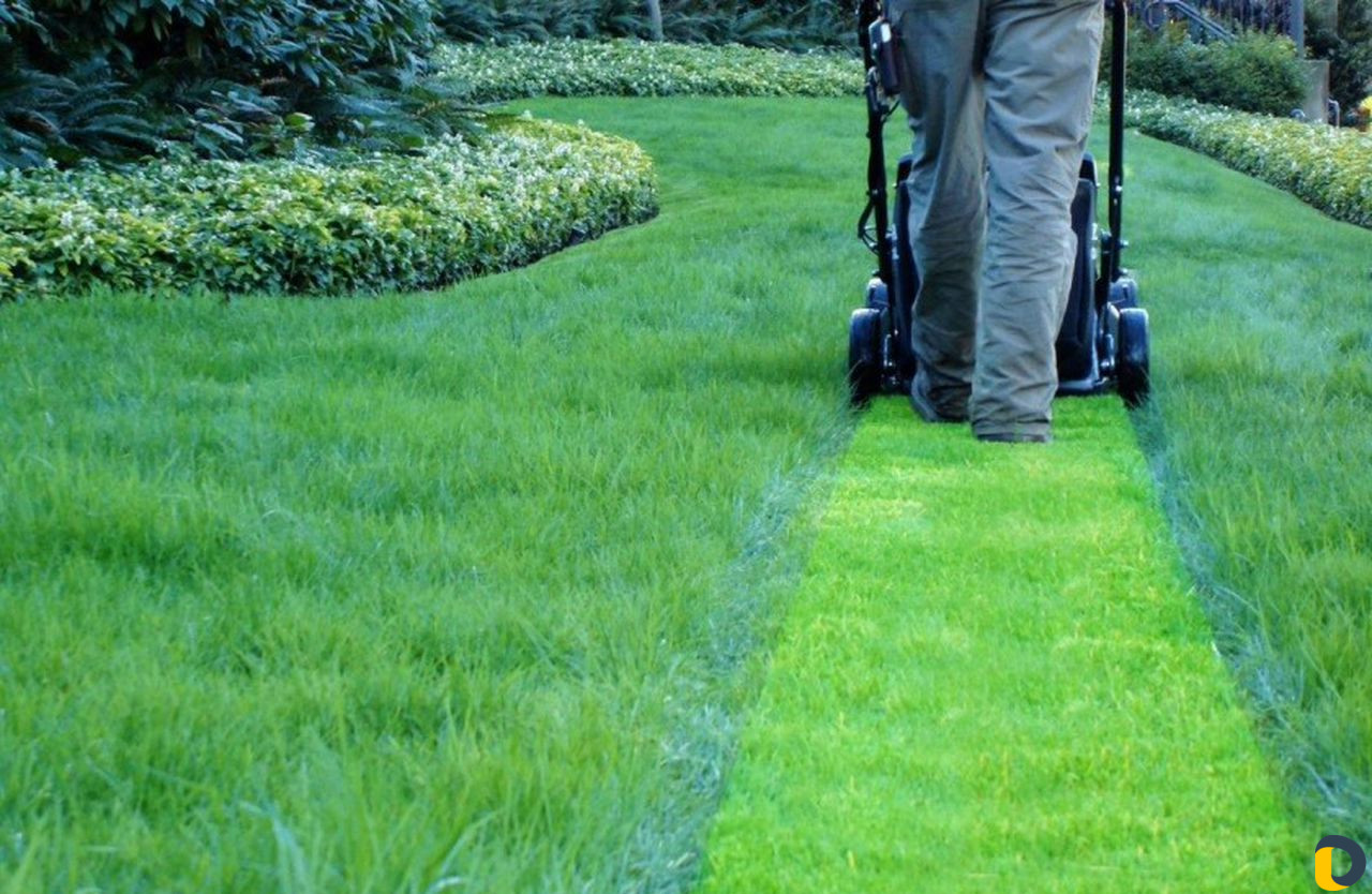 Услуги по обслуживанию участков