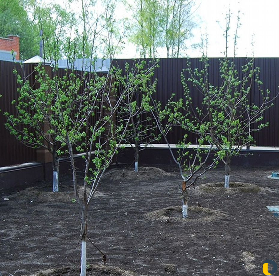 Услуги по обслуживанию участков