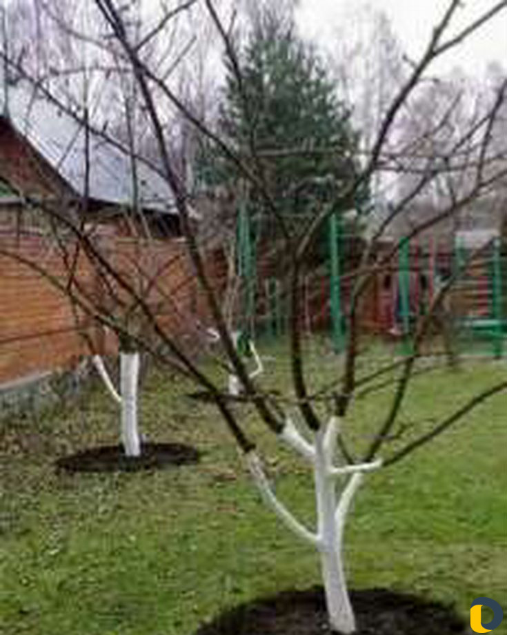 Ваш сад