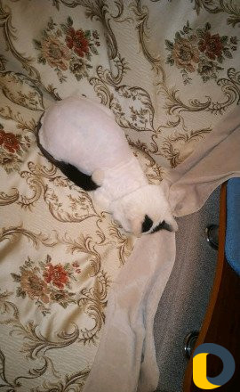 Ветеринар на дом, стрижка кошек и собак