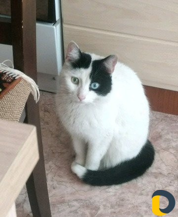 Ветеринар на дом, стрижка кошек и собак