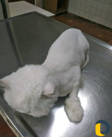 Ветеринар на дом, стрижка кошек и собак