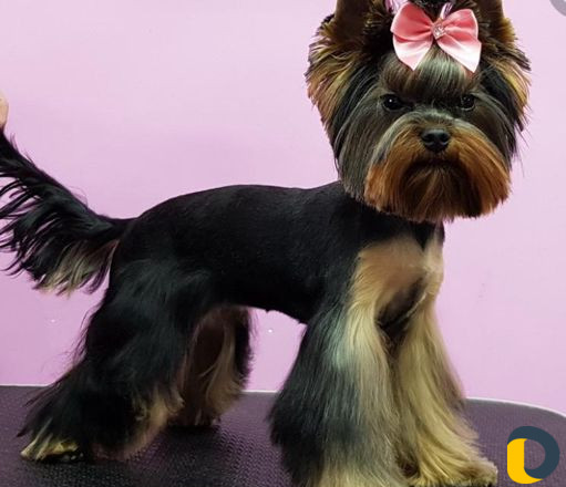 Ветеринар на дом, стрижка кошек и собак