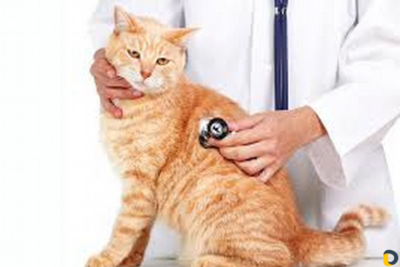 Ветеринарные услуги