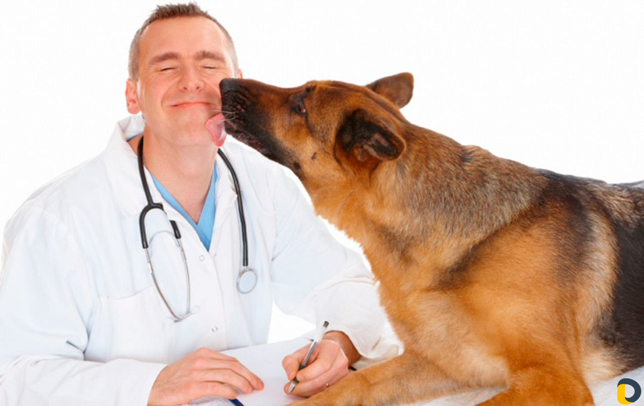 Ветеринарные услуги