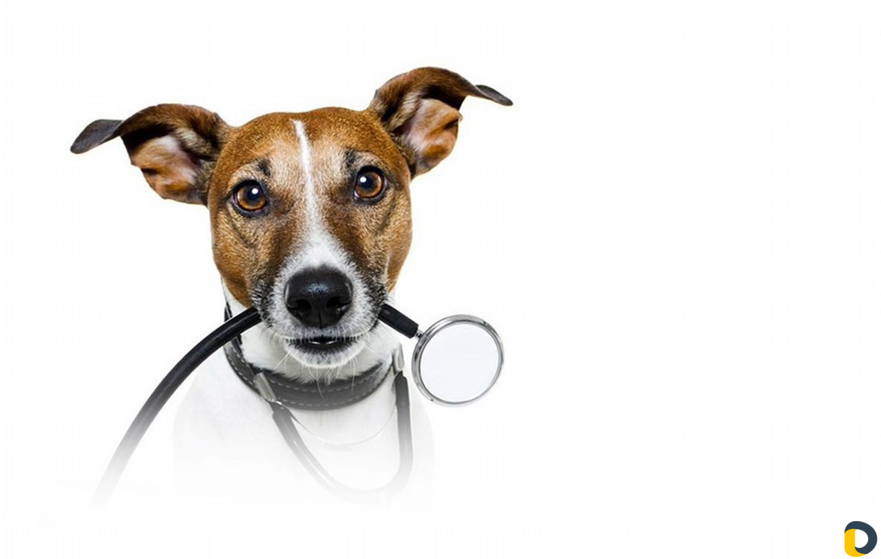 Ветеринарные услуги