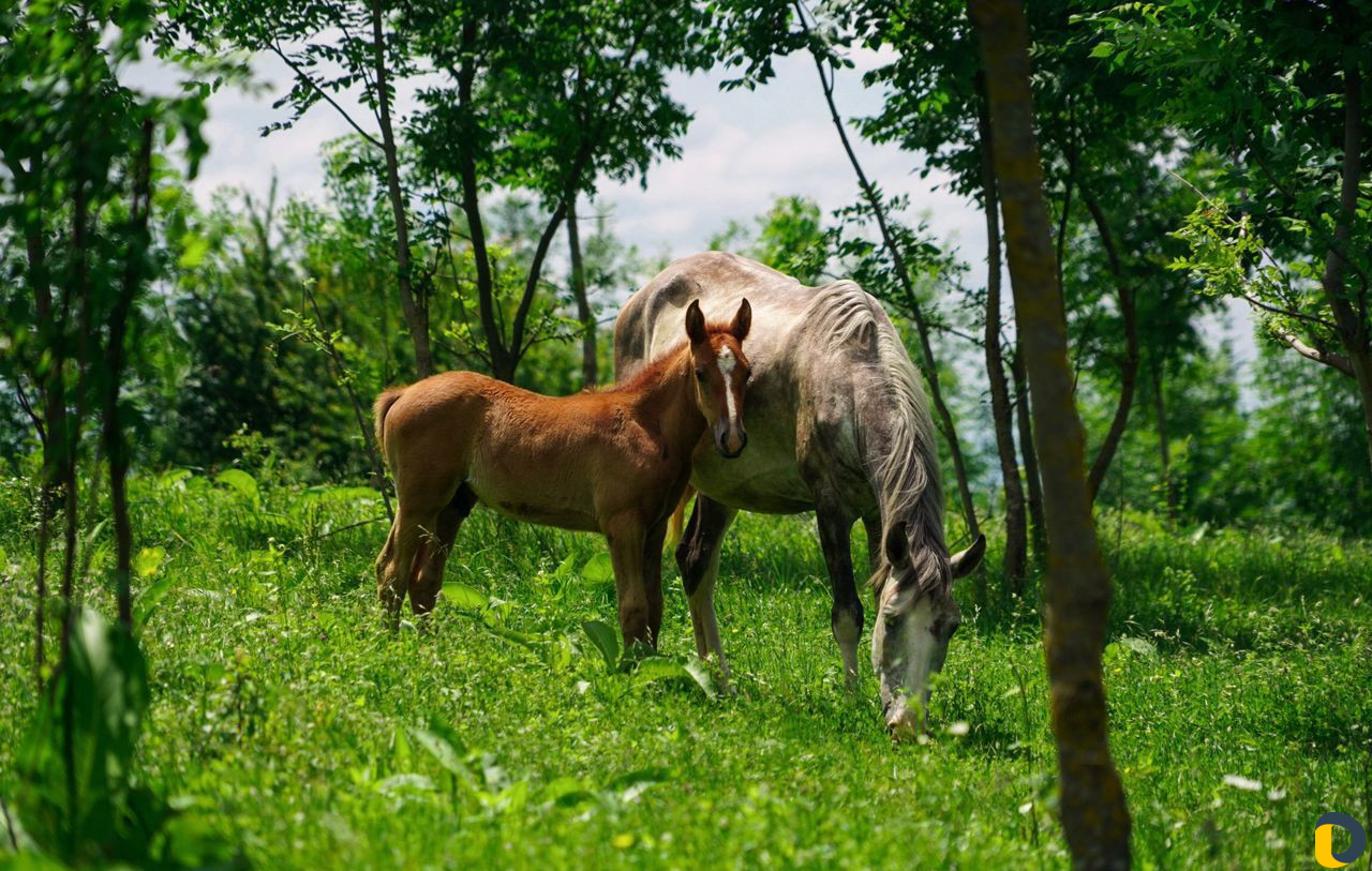 Видеосъемки на камере и на Квадрокоптере, фотограф