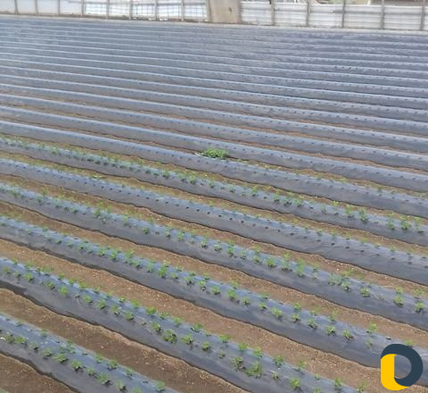 Вспашка земли