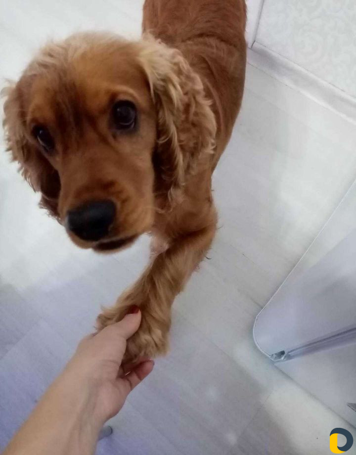 Вязка Английский Кокер спаниель