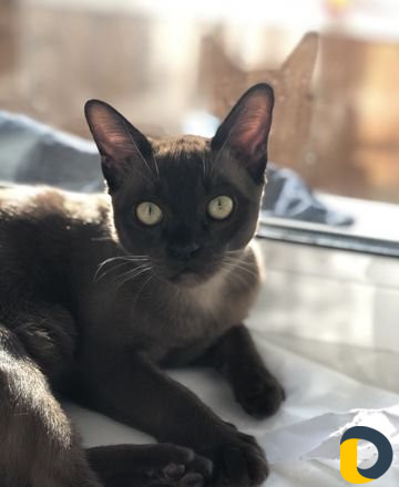 Вязка бурма