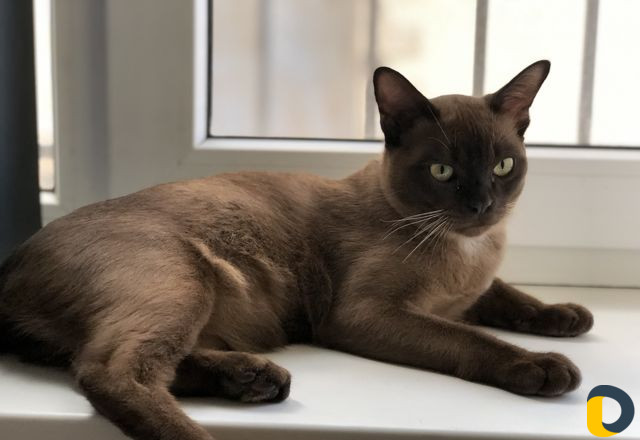 Вязка бурма