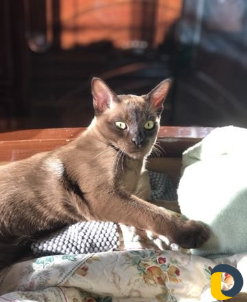 Вязка бурма