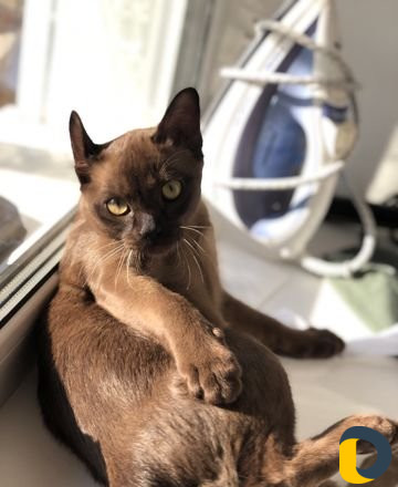 Вязка бурма