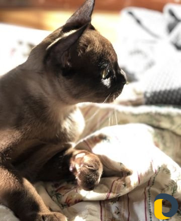 Вязка бурма