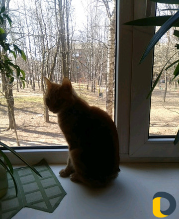 Вязка (девочка