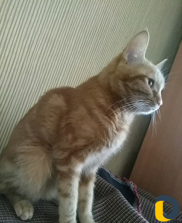 Вязка (девочка