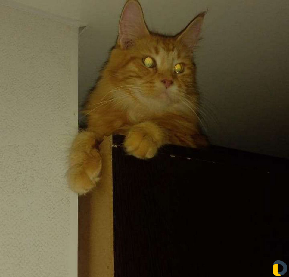 Вязка кошек