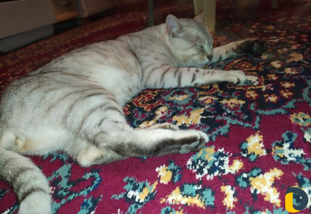 Вязка кота бенгальца