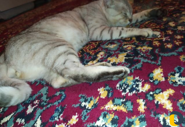 Вязка кота бенгальца
