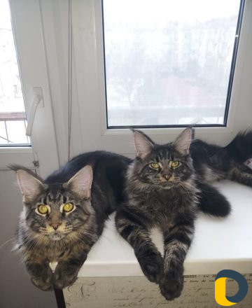 Вязка Мейнкун