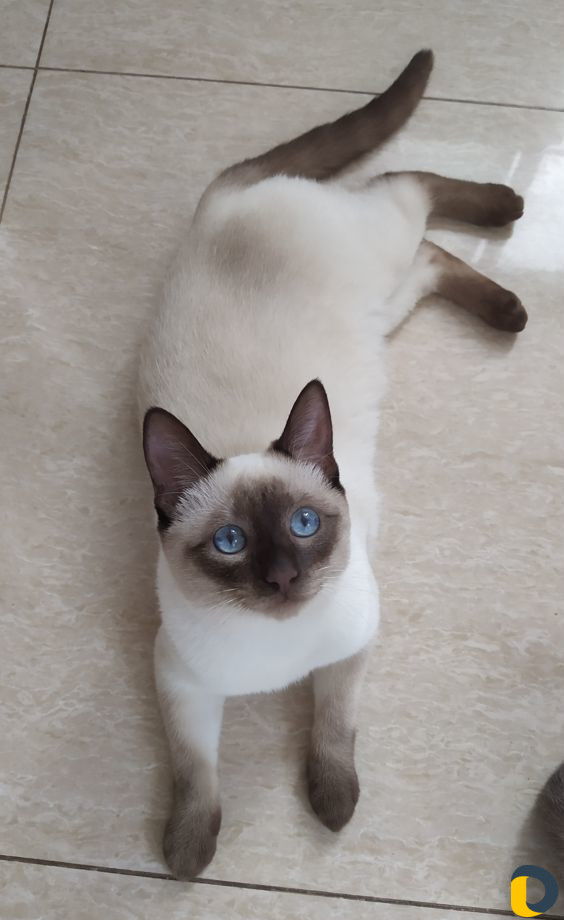 Вязка тайский кот