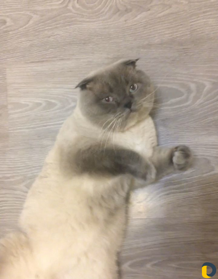 Вязка