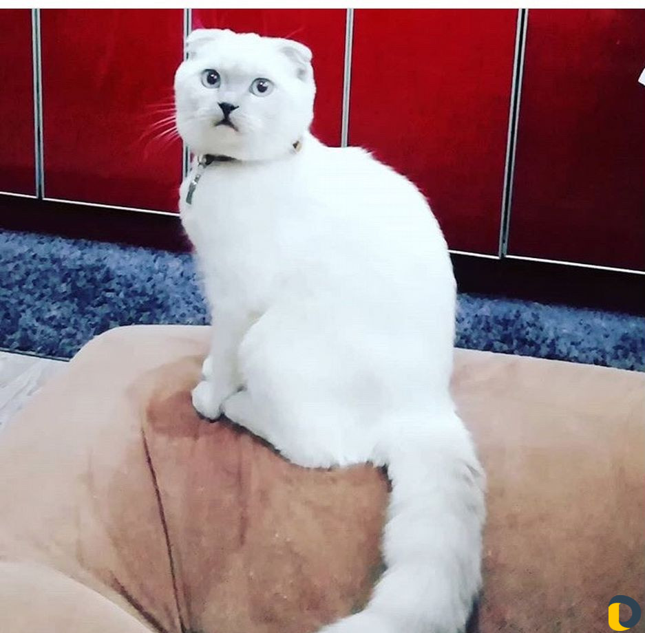 Вязка