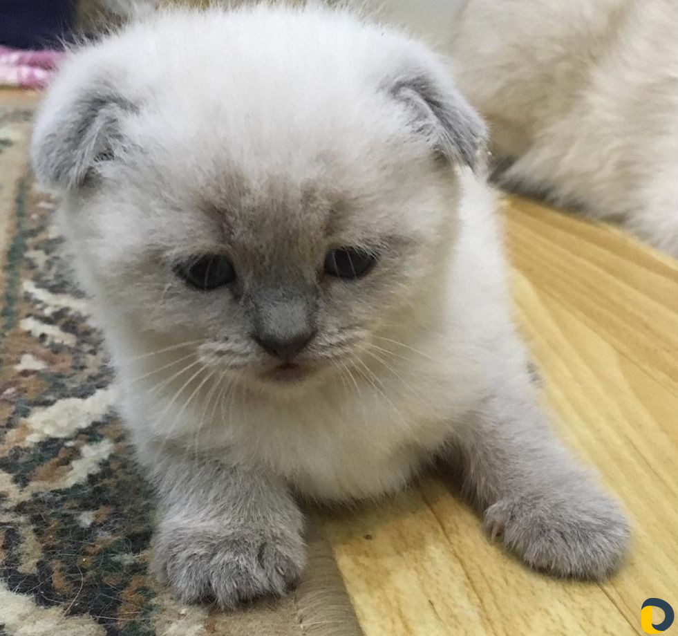 Вязка