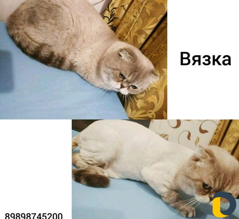 Вязка