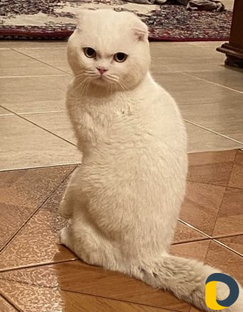 Вязка