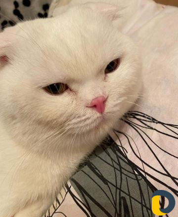 Вязка