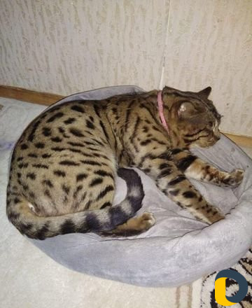 Вязка