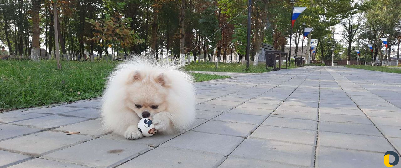 Выгул собак